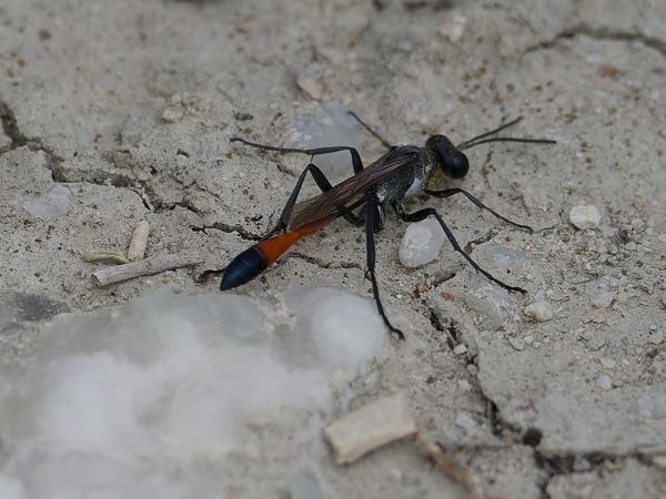 <h3><a href="/trips/ebro/biota/animalia/arthropoda/insecta/hymenoptera/sphecidae/ammophila sabulosa/ammophila sabulosa-nl.html">Ammophila&nbsp;sabulosa</a> / Red&nbsp;banded&nbsp;sand&nbsp;wasp / Grote&nbsp;rupsendoder</h3>OM-1 Mark II met OLYMPUS M.300mm F4.0, 1/2500 sec  bij F4.5, ISO 200, afstand 2.41&nbsp;m